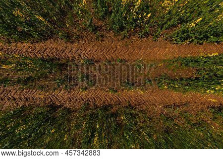 Tractor Tire Tracks In Clay Of Rapseed Field At Sunny Day, Directly Above Ultra Wide Angle View