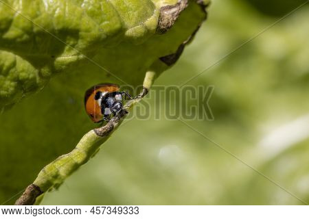 Spinach Leaf With A Red And Black Spooted Ladybug On A Spring Day