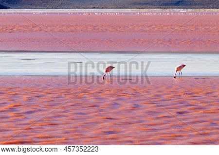 Laguna Colorada Flamingos, Bolivia