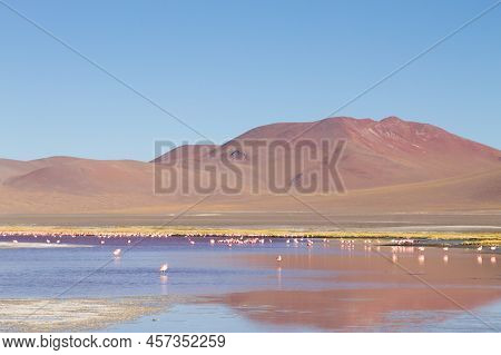 Laguna Colorada Flamingos, Bolivia
