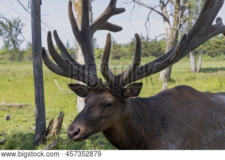 The Elk (cervus Canadensis), Also Known As The Wapiti, A Large Elk - Wapiti With Huge Antlers In Vel