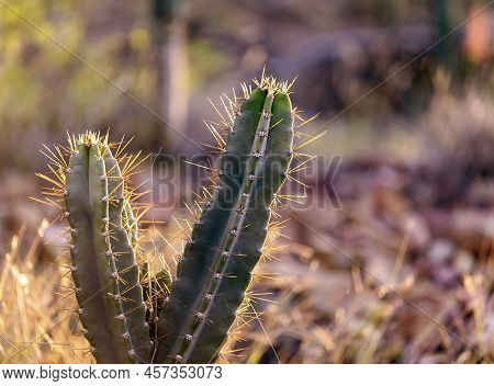 The Soft Glow Of The Setting Sun On Willows Cactus, Otherwise Known As Queen Of The Night Cactus.