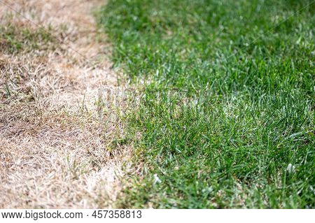 Visible Distinction Between Healthy Lawn And Chemical Burned Grass.