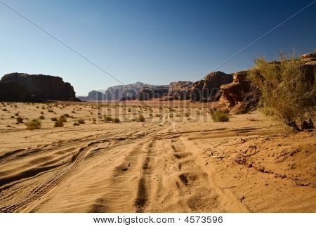 Safari In The Desert