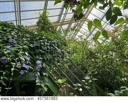 Beautiful Blooming Morning Glory Plants In Greenhouse On Sunny Day