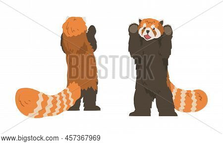 Red Panda As Small Mammal With Dense Reddish-brown Fur And Ringed Tail Standing On Hind Legs Vector 