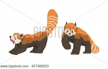 Red Panda As Small Mammal With Dense Reddish-brown Fur And Ringed Tail Stretching And Walking Vector
