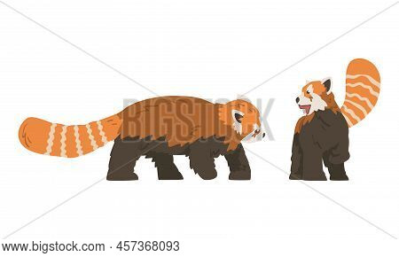 Red Panda As Small Mammal With Dense Reddish-brown Fur And Ringed Tail Walking And Standing Vector S
