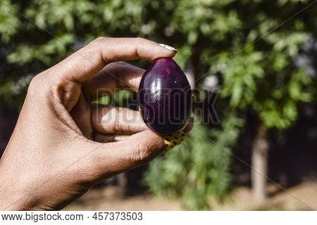 Female Holding Fresh Jamun Fruits Or Black Plum, Black Java Or Indian Blackberry Fruits In Hands