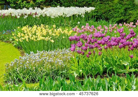 Tulpen auf Feld im Frühling