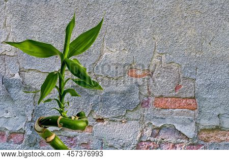 Lucky Bamboo On The Background Of An Old Wall