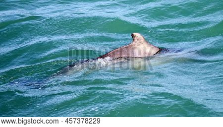 Dolphin Playing In The Atlantic Ocean Near The Fynbos Coast In Gansbaai South Africa.