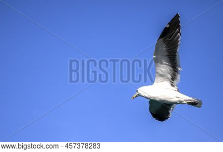 Seagull Flying Over The Atlantic Ocean In Search Of Food Near The Coastline Of The Fynbos Coast.