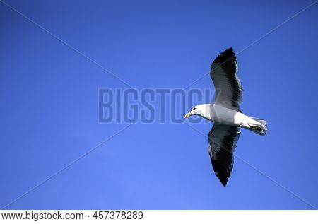 Seagull Flying And Gliding Over The Atlantic Ocean In Search Of Food Near The Coastline Of The Fynbo
