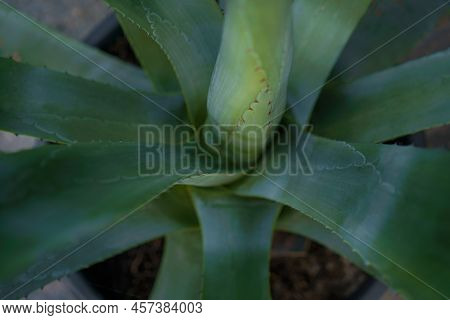 Blue Agave Plant Due To Its Role As The Base Ingredient Of Tequila, A Popular Distilled Beverage. Ag