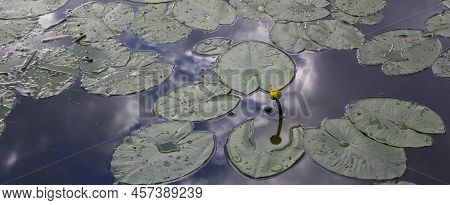 Yellow Water Lilies In A Pond With A Reflection Of The Sky On A Hot Summer Day