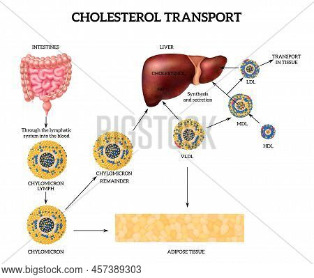 Cholesterol Transport Realistic Concept With Liver And Fat Symbols Vector Illustration