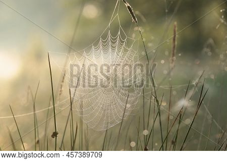 Spider web cobweb spiderweb Nature sunrise Nature background fall Nature meadow morning Nature orange outdoor Nature background color Nature background autumn Nature background Nature sunny Nature background Nature background season Nature background.