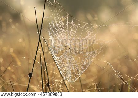 Spider web cobweb spiderweb Nature sunrise Nature background fall Nature meadow morning Nature orange outdoor Nature background color Nature background autumn Nature background Nature sunny Nature background Nature background season Nature background.