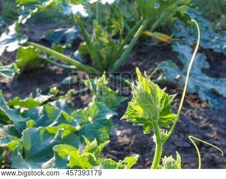 Young Green Cucumber Sprouts In The Ground. Cucumber Shoots. Green Shoots Of Cucumber Leaves With Ye