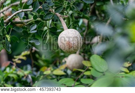 Wood Apple Or Limonia Acidissima Fruit Growing On The Tree With Copy Space