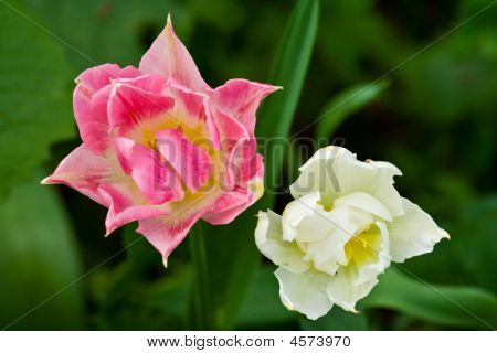 Tulip