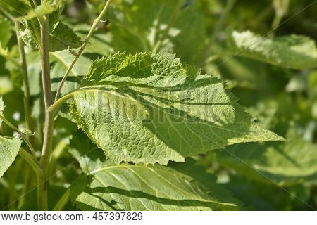 Hartleaf Oxeye Green Leaves In The Garden