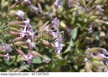 Soapwort Max Frei Flowers In The Garden