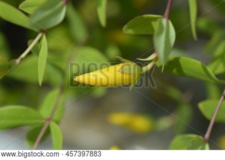Aarons Beard Flower Bud In The Garden