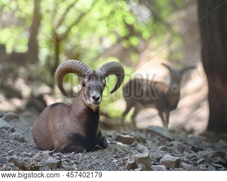 Animal Portrait Of Wild Cyprus Mouflon In Natural Habitat. Troodos Mountains, Cyprus