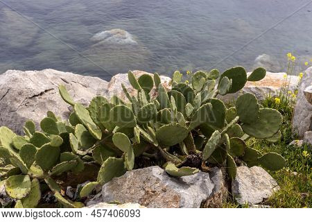 Edible Cactus - Prickly Pear With Fruits Grows And Ripens On A Sunny Day By The Sea Close-up