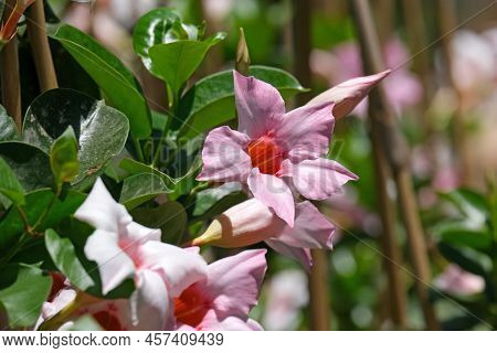 Beautiful Tropical And Subtropical Flowering Pink Vines Mandevilla (lat.- Mandevilla Splendens)