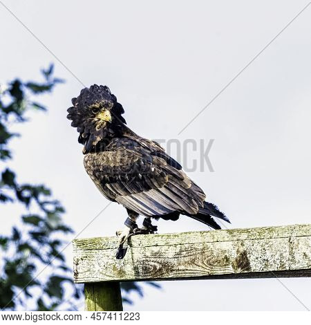 The Bateleur (terathopius Ecaudatus) Is A Medium-sized Eagle In The Family Accipitridae