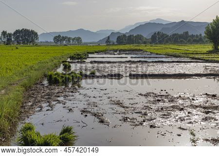 Flooded Fields Ready To Transplant Rice Seedlings In Pakistan