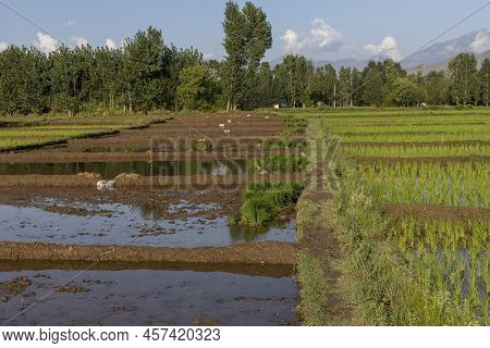 Preparing Rice Fields For Cultivation Of Rice Seedlings In A Flooded Rice Paddy In Pakistan