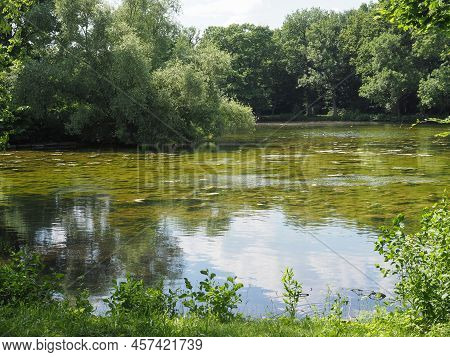 Mucilage And Algae In Pond
