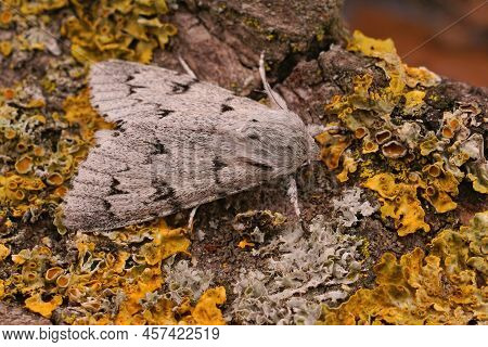 Detailed Closeup On The Grey Sycamore Moth, Acronicata Aceris Sitting On Wood