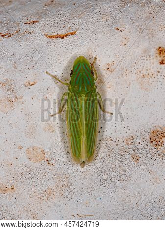 Adult Typical Leafhopper Of The Genus Spangbergiella