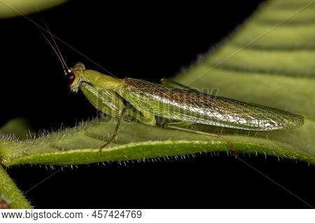Adult Acontistid Mantis Of The Genus Acontista