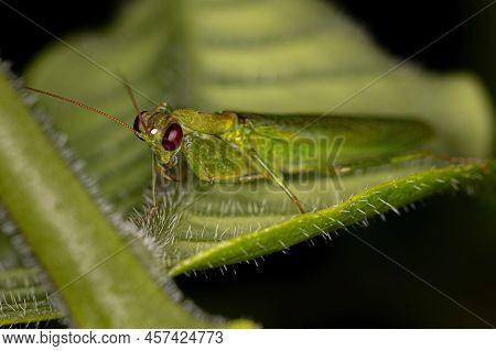 Adult Acontistid Mantis Of The Genus Acontista