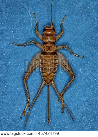 Female Field Cricket Of The Genus Gryllodes