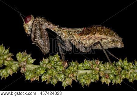 Acontistid Mantis Nymph Of The Genus Acontista