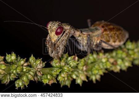 Acontistid Mantis Nymph Of The Genus Acontista