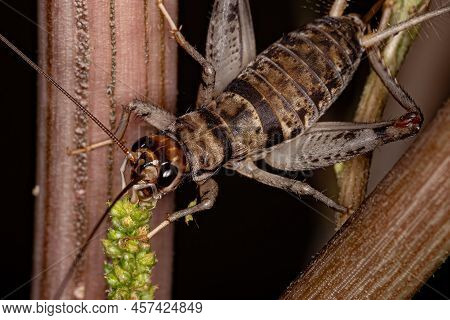 Small Field Cricket Of The Genus Gryllodes