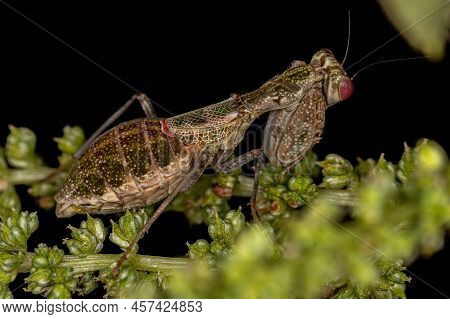 Acontistid Mantis Nymph Of The Genus Acontista