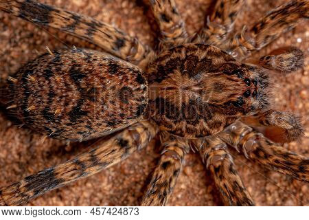 Male Adult Wandering Spider Of The Family Ctenidae