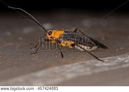 Adult Plant Bug Of The Species Prepops Flavoniger