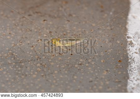 Adult Typical Leafhopper Of The Genus Dalbulus