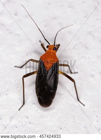 Adult Plant Bug Of The Species Prepops Tucumanensis