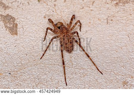 Adult  Wandering Spider Of The Family Ctenidae